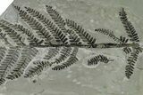 Carboniferous Fossil Fern (Pecopteris) Frond - France #338456-1